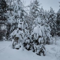 Зимняя природа леса :: Александр Синдерёв