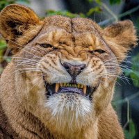 Львица НАЙТИРА :: аркадий 