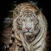 Кови :: аркадий 