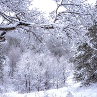 Фантазии зимы :: Наталья Димова