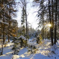 солнечный день :: Ольга 