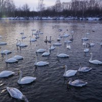 Зимовка лебедей :: Наталия Григорьева