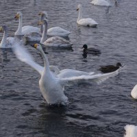 "А мне летать охота" :: Наталия Григорьева