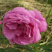 Роза :: Freddy 97