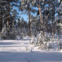 Зимний лес :: Андрей Зайцев