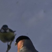 Краснопузый пухлячок - снегирь :: Наталия 