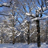 Хоровод :: Анна Воробьева