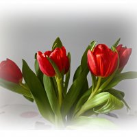 Ах, эти первые тюльпаны!...... :: Галина 