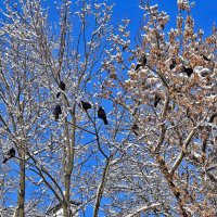 Цветут деревья в... январе! :: Валентина Нефёдова Цветут деревья в... январе! :: Валентина Нефёдова
