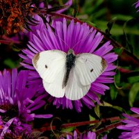 опять про бабочек...371 :: Александр Прокудин