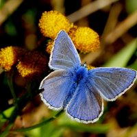 опять про бабочек...375 :: Александр Прокудин