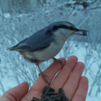Поползень :: Сапсан 