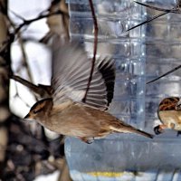 Поел и полетел. :: Татьяна Помогалова
