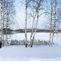 Пейзаж с берёзками. :: Милешкин Владимир Алексеевич 