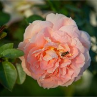 просто розочка :: Ирина С