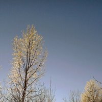 Зимний закат :: Игорь Сычёв