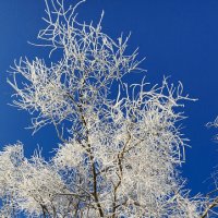 Зимняя сказка :: Игорь Сычёв