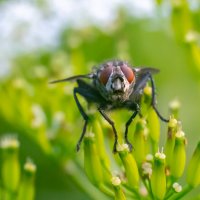 Летнее макро :: Владимир Лазарев