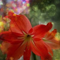 Зимняя звезда. :: Марина Леонидовна