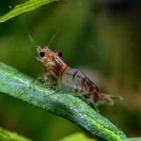 Креветка :: Мариша 