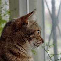 Наша радость " Лекси..." :: Николай Саржанов