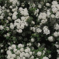 белоснежный июнь :: Елена Шаламова белоснежный июнь :: Елена Шаламова