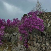 Майское цветение маральника ( рододендрон Ледебура) в горах Алтая :: елена беликова