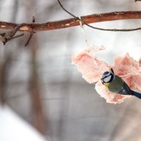 *** :: Владимир Безбородов