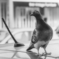 Водитель :: alex chernin