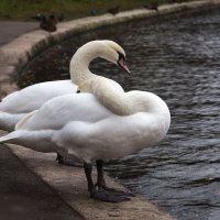 Ни одной прямой линии :: Игорь Шевченко