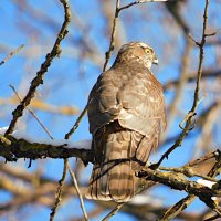 Ястреб-перепелятник :: Лина 