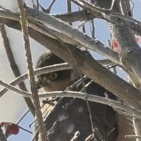 Что за птица? :: Наталия 