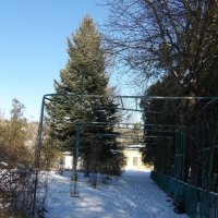 Зима в ботаническом саду Н В Багрова :: Валентин Семчишин