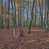 (°-°) :: Jakob Dick