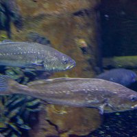 Анталия Аквариум. :: Светлана SvetNika17