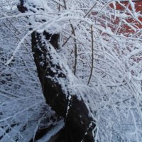 Январское утро :: Наталья 