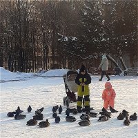 Помощь пернатым друзьям! :: Нина Андронова