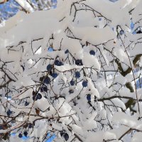 зимние ягоды :: Ольга 