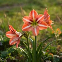 Амариллис :: МАРИЯ ПОПОВА