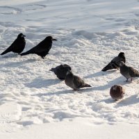 Чужие в городе :: Михаил К