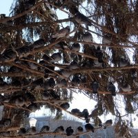 Волнует стаю голубей тепло друг другу сохранить. :: Люба 