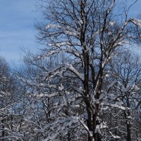 Прощай январь! :: Люба 