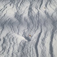 Снег. :: Борис Калитенко