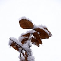 *** :: Павленко Михаил 