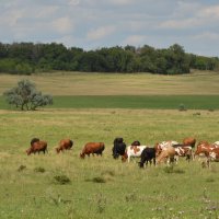 Утро на пастбище :: Надежда Куркина 