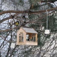 Синички зимой :: Татьяна Машошина