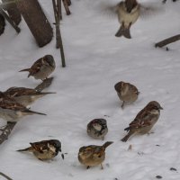 Воробьишки рады семечкам :: Татьяна Машошина Воробьишки рады семечкам :: Татьяна Машошина