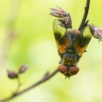 Муха-цокотуха :: Владимир Лазарев Муха-цокотуха :: Владимир Лазарев
