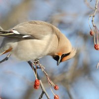 Свиристель :: Виктор Иванович Чернюк
