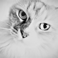 Серьёзная кошь :: Nora Nowhere